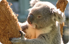オーストラリアでコアラと会おう！